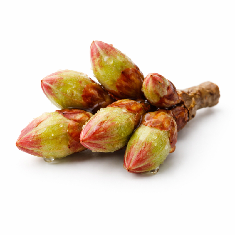 블랙커런트 버드