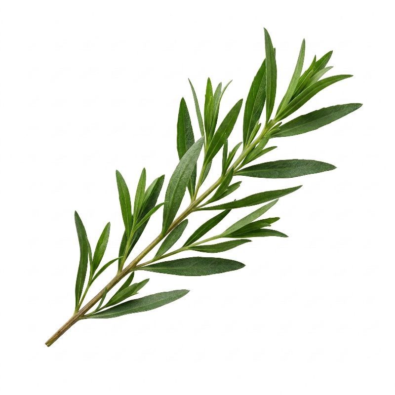 타라곤